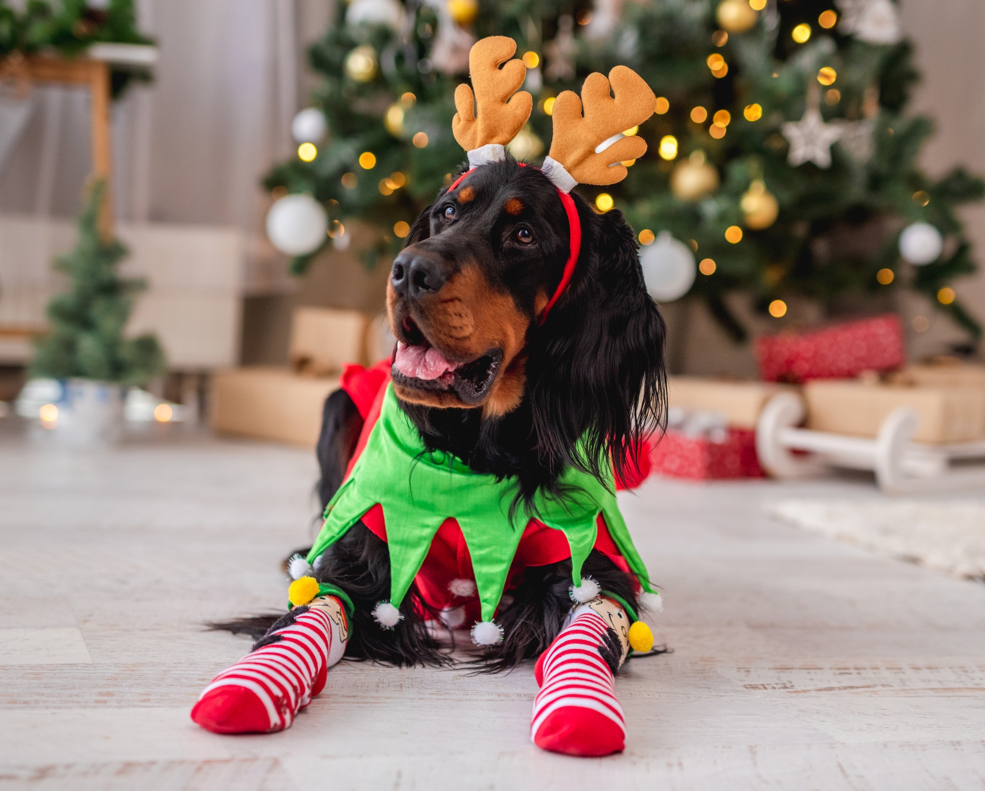 Dog near christmas tree at home